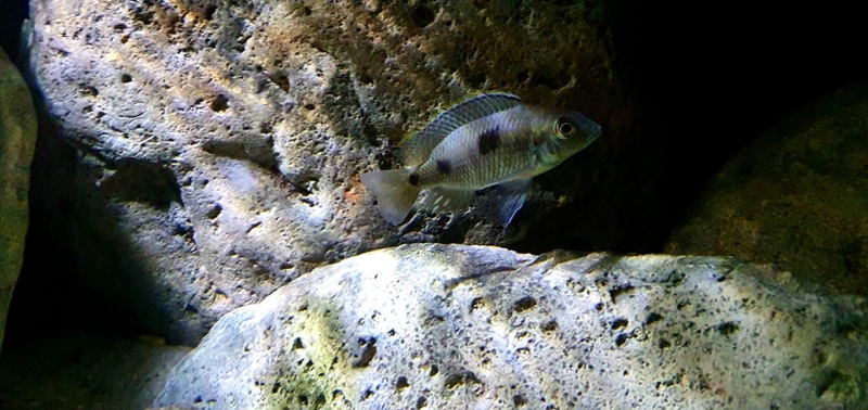 Otopharynx sp. 'auromarginatus goldhead' Nkolongwe